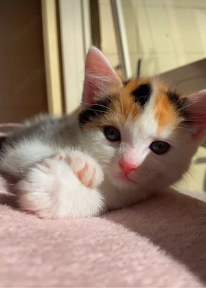 Siberian de Padure  - imagine 2