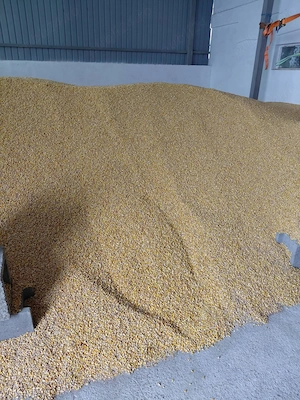 Vând porumb boabe,Grâu, orz, Ovăz 