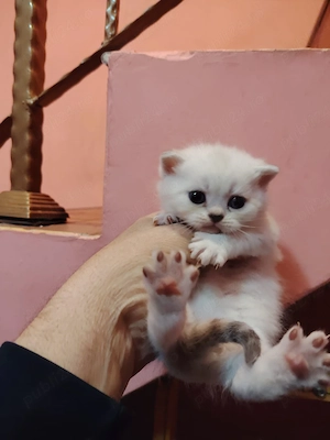 vand pui British  - imagine 2