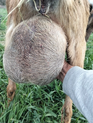 De vânzare capră Alpina franceza cu doi iezi  - imagine 2