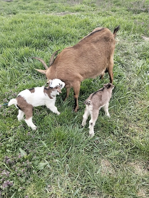 De vânzare capră Alpina franceza cu doi iezi  - imagine 4