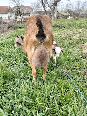 De vânzare capră Alpina franceza cu doi iezi 