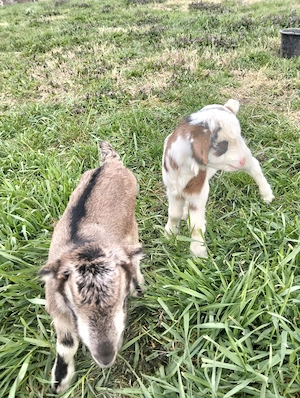 De vânzare capră Alpina franceza cu doi iezi  - imagine 3