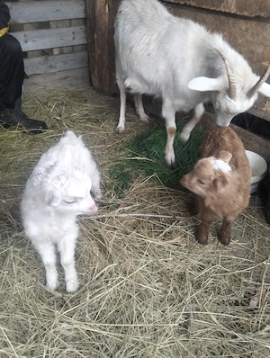 De vânzare capră Alba de Banat cu doua ieduțe 