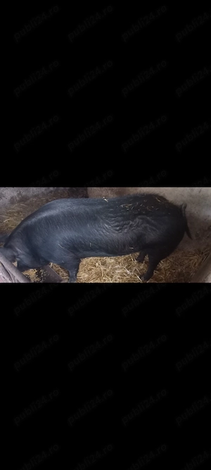 Vând porc la carcasă!!