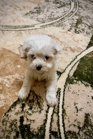 cateluse bichon  - imagine 3