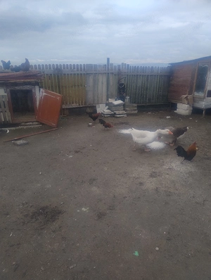 vând gaste - imagine 2