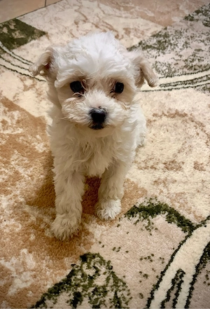 cateluse bichon  - imagine 2