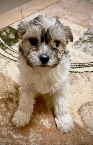 cateluse bichon  - imagine 4