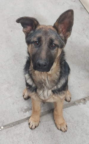 Catelusa ciobănesc german de vanzare.