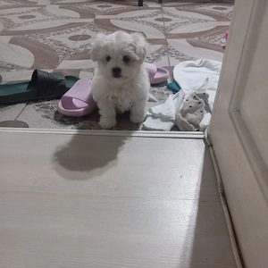 De vânzare bison maltez baietel  - imagine 2