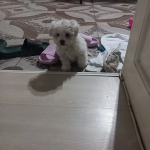 De vânzare bison maltez baietel  - imagine 5