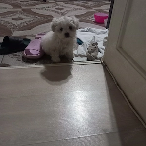 De vânzare bison maltez baietel  - imagine 4