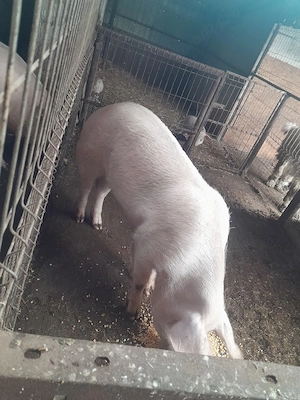 porc de vânzare  - imagine 2