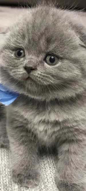 Scottish Fold asiguam transport 