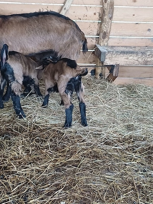 Vând 2 iezi de capră de paște !