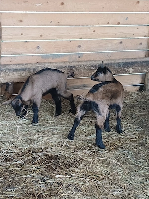 Vând 2 iezi de capră de paște !
