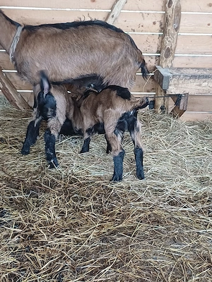 Vând 2 iezi alpini francezi ! - imagine 2
