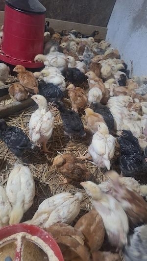 Vand pui albi , pui colorați  - imagine 3