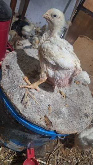 Vand pui albi , pui colorați 