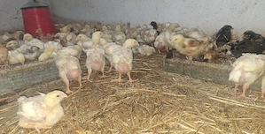 Vand pui albi , pui colorați  - imagine 2