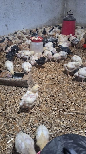 Vand pui albi , pui colorați  - imagine 4