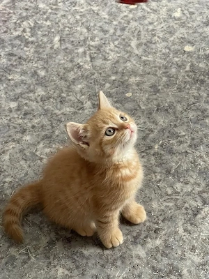 Siberiana de Pădure 