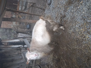 De vânzare un țap mare și gras 