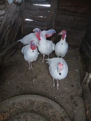 Vand curcani - imagine 3