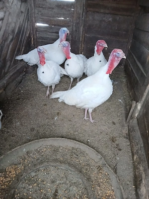 Vand curcani - imagine 4