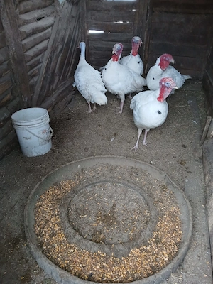 Vand curcani - imagine 5