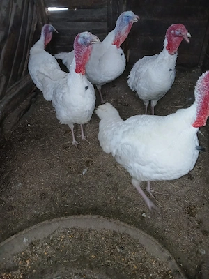 Vand curcani - imagine 2