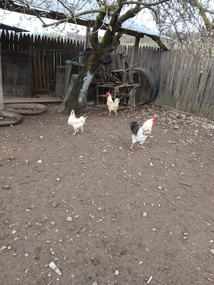 Vand găini si cocos - imagine 5