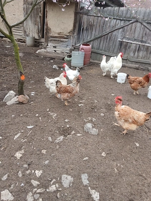 Vand găini si cocos - imagine 3