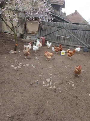 Vand găini si cocos - imagine 2