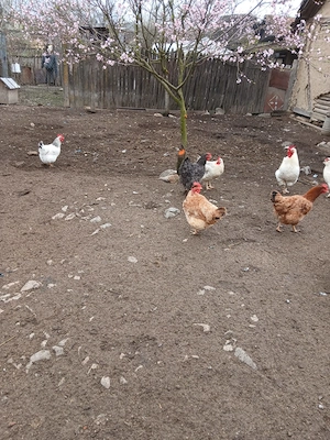 Vand găini si cocos - imagine 4