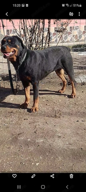 Vand 2 rottweiler mascul si femela - imagine 2