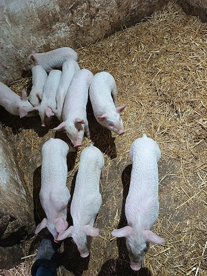 vând purcei de carne  - imagine 2