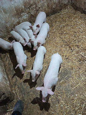 vând purcei de carne  - imagine 3