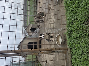 Femela ciobanesc asia centrala - imagine 4