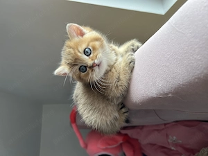 British Shorthair Golden mascul - imagine 4