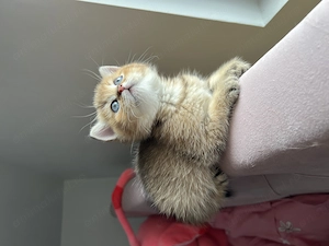 British Shorthair Golden mascul - imagine 3