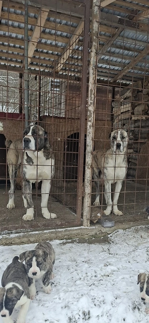 Femela ciobanesc asia centrala - imagine 2