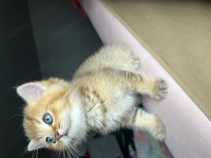 British Shorthair Golden mascul - imagine 2