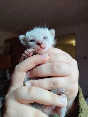 Puiuți Ragdoll simpatici și tare lipicioși - imagine 5