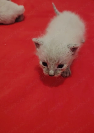 Puiuți Ragdoll simpatici și tare lipicioși - imagine 2