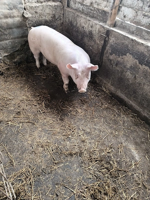 porc castrat 115 kg - imagine 2