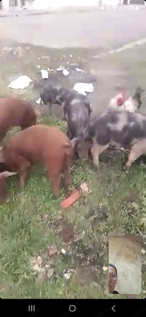 Vind porci rasa Duroc  - imagine 2