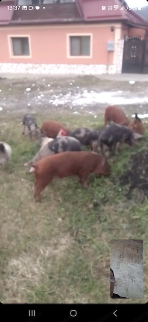 Vind porci rasa Duroc  - imagine 3