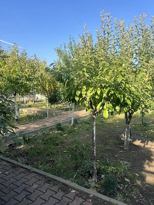 De vanzare casa 5 camere, Ploiesti - imagine 2